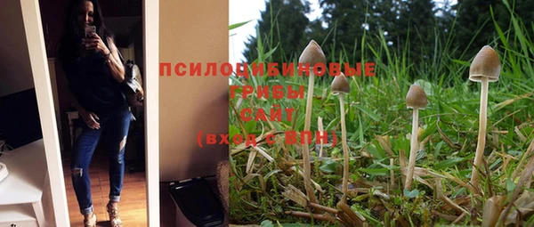 стаф Алзамай